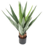 Agave Furcreia