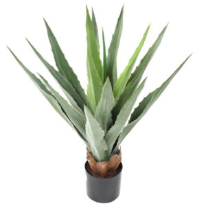 Agave Furcreia