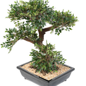 Bonsai Podocarpus Orme