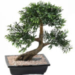 Bonsai Black Willow