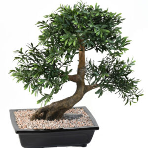 Bonsai Black Willow