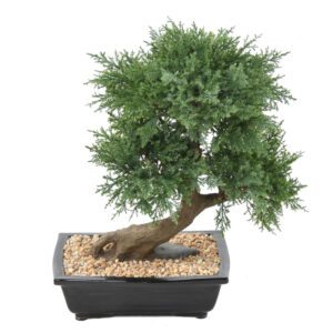 Bonsai Juniperus