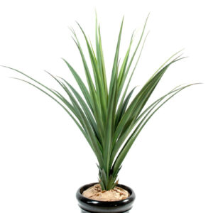 Planta Pandanus