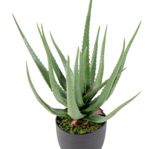 Cacto Aloe