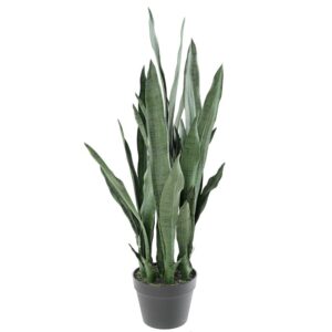 Planta Sansevieria