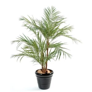 Palmeira Areca