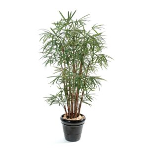 Palmeira Raphis Lady