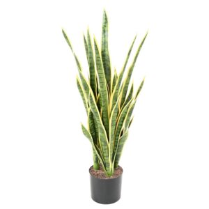 Sansevieria