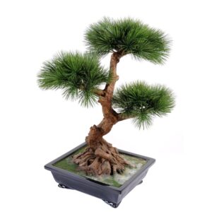 Bonsai Pinheiro