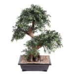 Bonsai Black