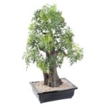 Bonsai Aralia