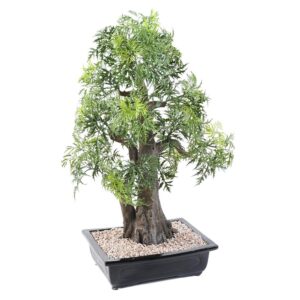 Bonsai Aralia