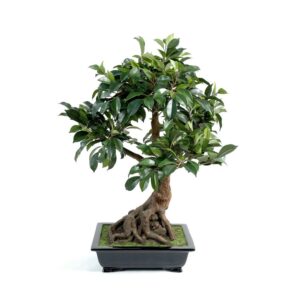 Bonsai Ficus