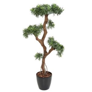 Podocarpus UV