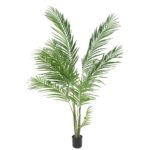 Palmeira Areca