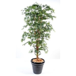 Aralia New