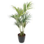 Palmeira Kentia Eco