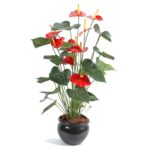 Anthurium