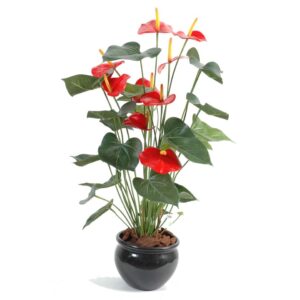 Anthurium