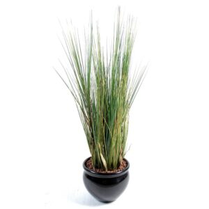 Erva Onion Grass