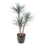 Planta Yucca Rostrata